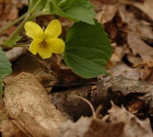 Yellow flower amidst brown fallen leaves.